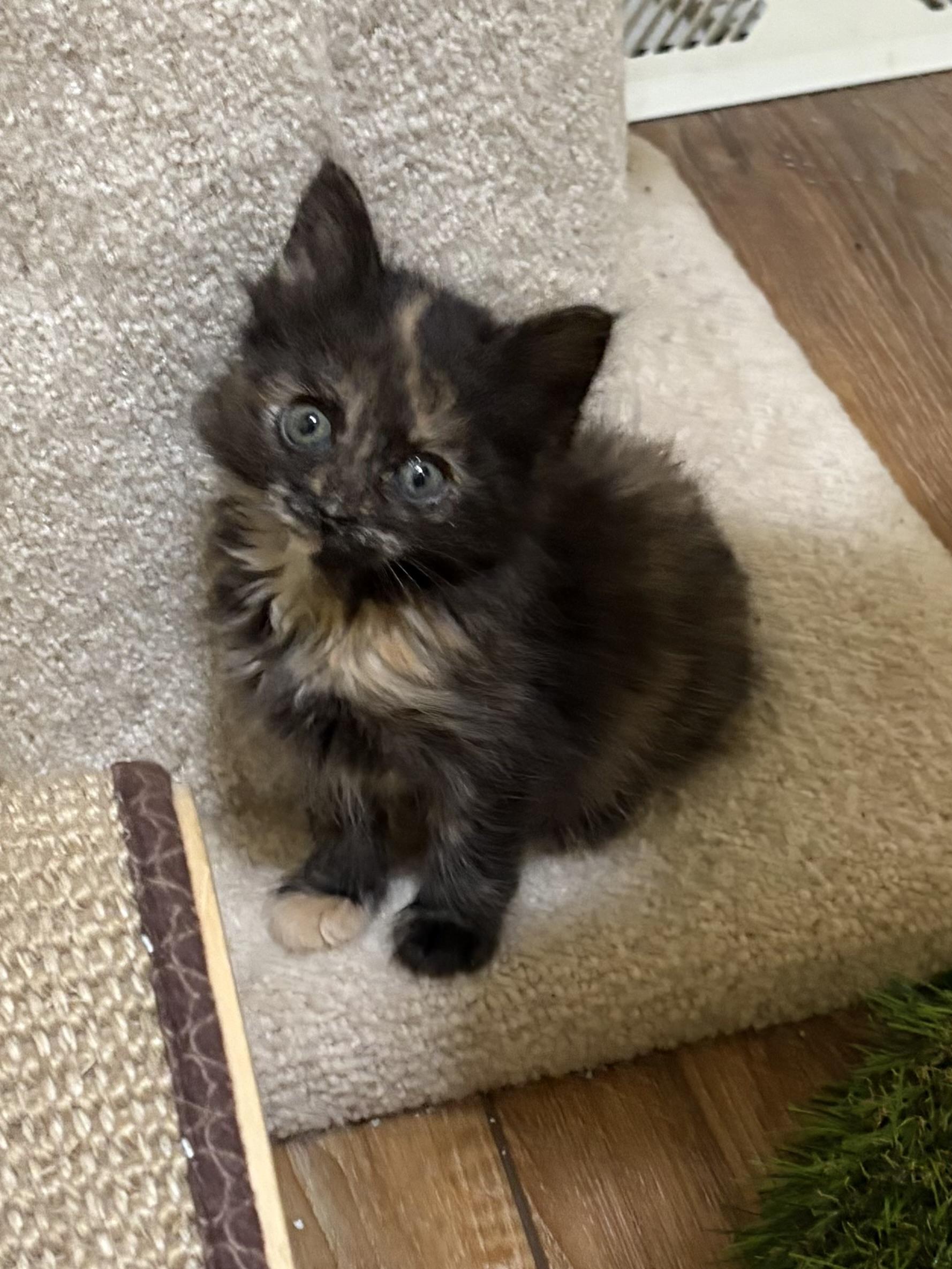 Enlarge Chicsa, an adopted Domestic Medium Hair in Big Rapids, MI image 3/3