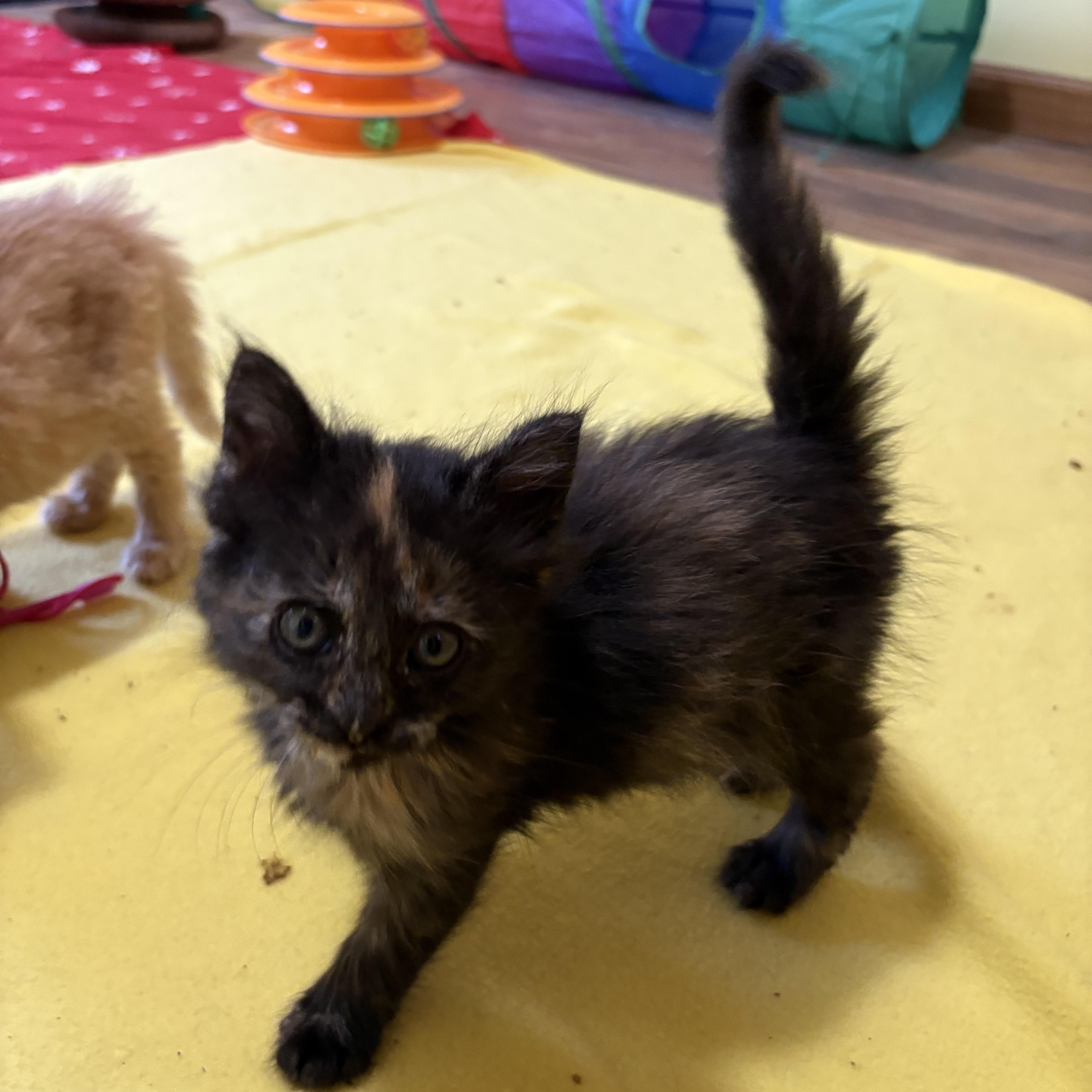 Enlarge Chicsa, an adopted Domestic Medium Hair in Big Rapids, MI image 2/3