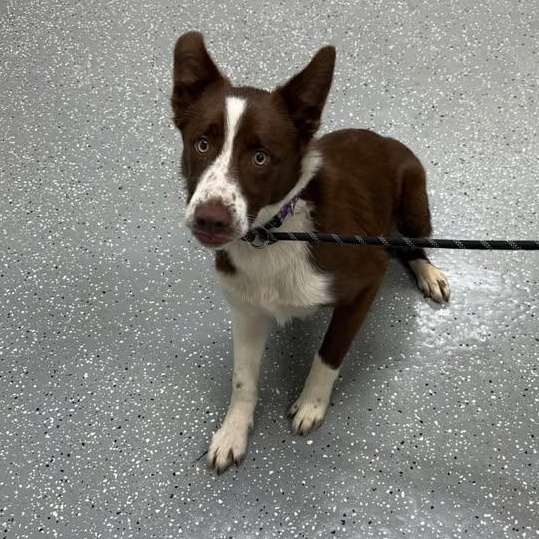 Fly, an adopted Border Collie in Bardstown, KY image 2/5