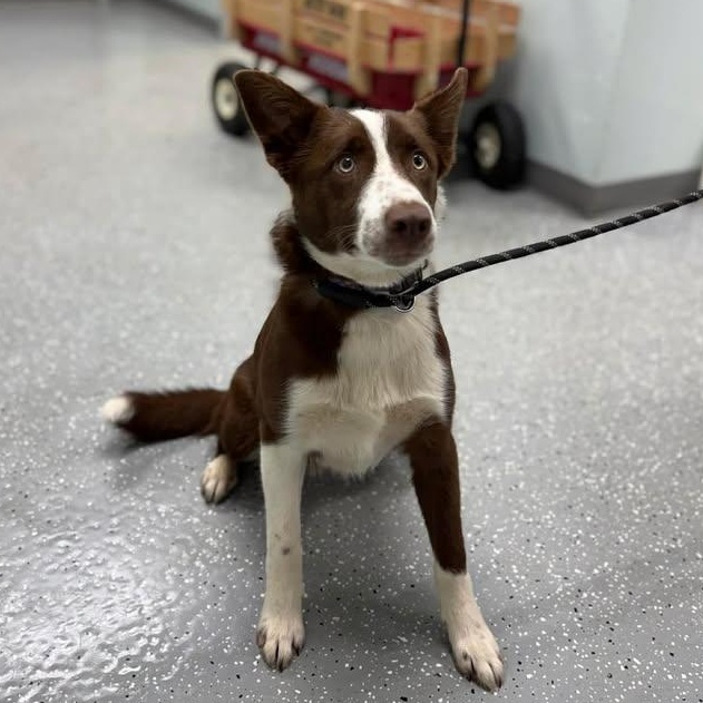 Fly, an adopted Border Collie in Bardstown, KY image 4/5