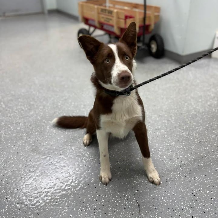 Fly, an adopted Border Collie in Bardstown, KY image 3/5