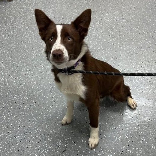 Fly, adopted, Puppy Female Border Collie.