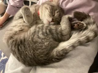 Enlarge Bhuri, a Adoptable Domestic Short Hair in Chicago, IL image 1/3