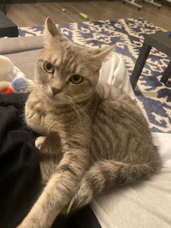 Enlarge Bhuri, a Adoptable Domestic Short Hair in Chicago, IL image 3/3