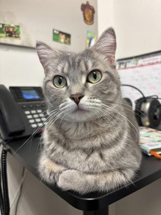 Enlarge Bhuri, a Adoptable Domestic Short Hair in Chicago, IL image 2/3