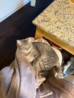 Enlarge Bhuri, a Adoptable Domestic Short Hair in Chicago, IL image 3/3