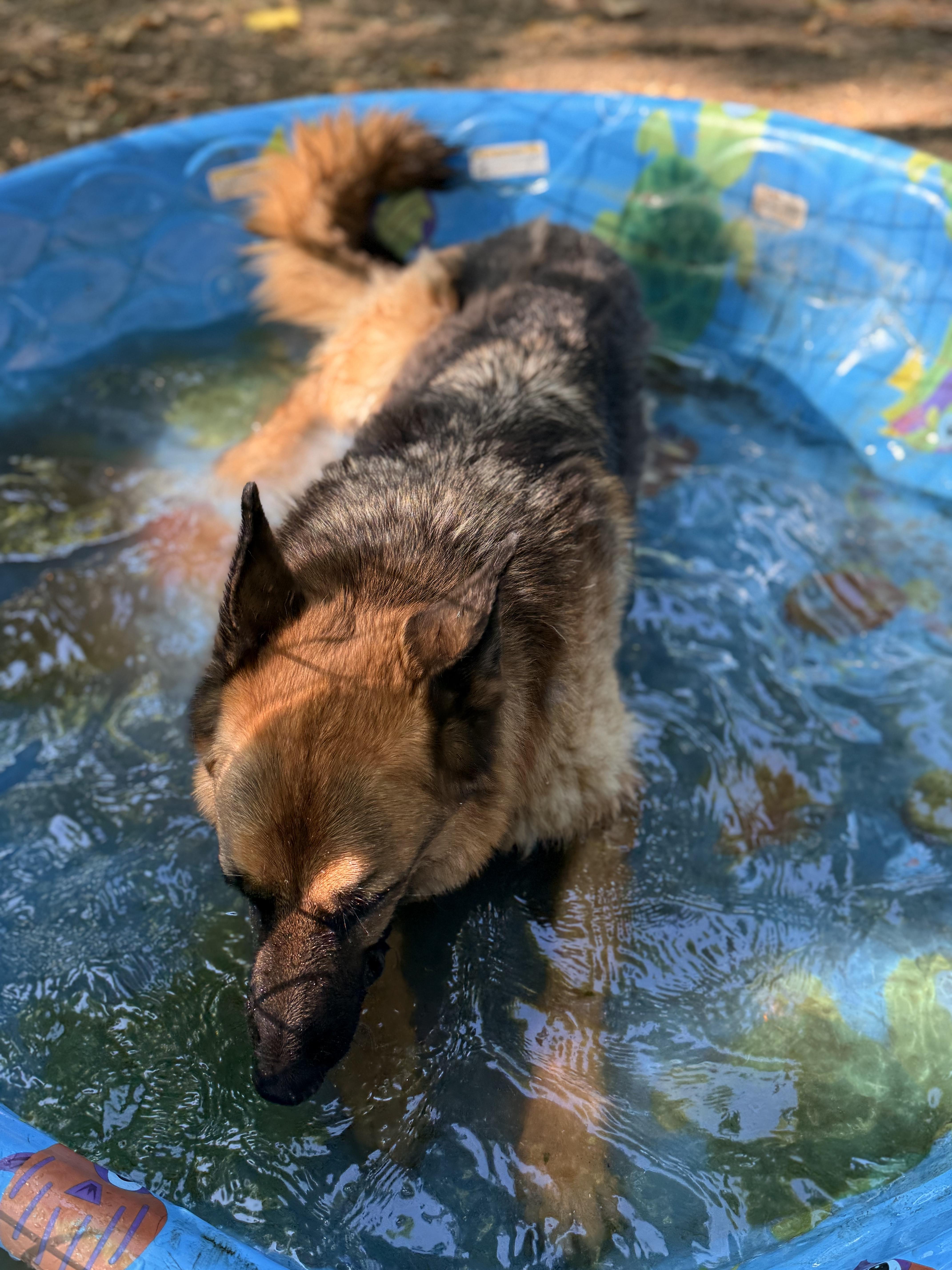 Shaggy, a Adoptable German Shepherd Dog in Addison, ON image 4/6