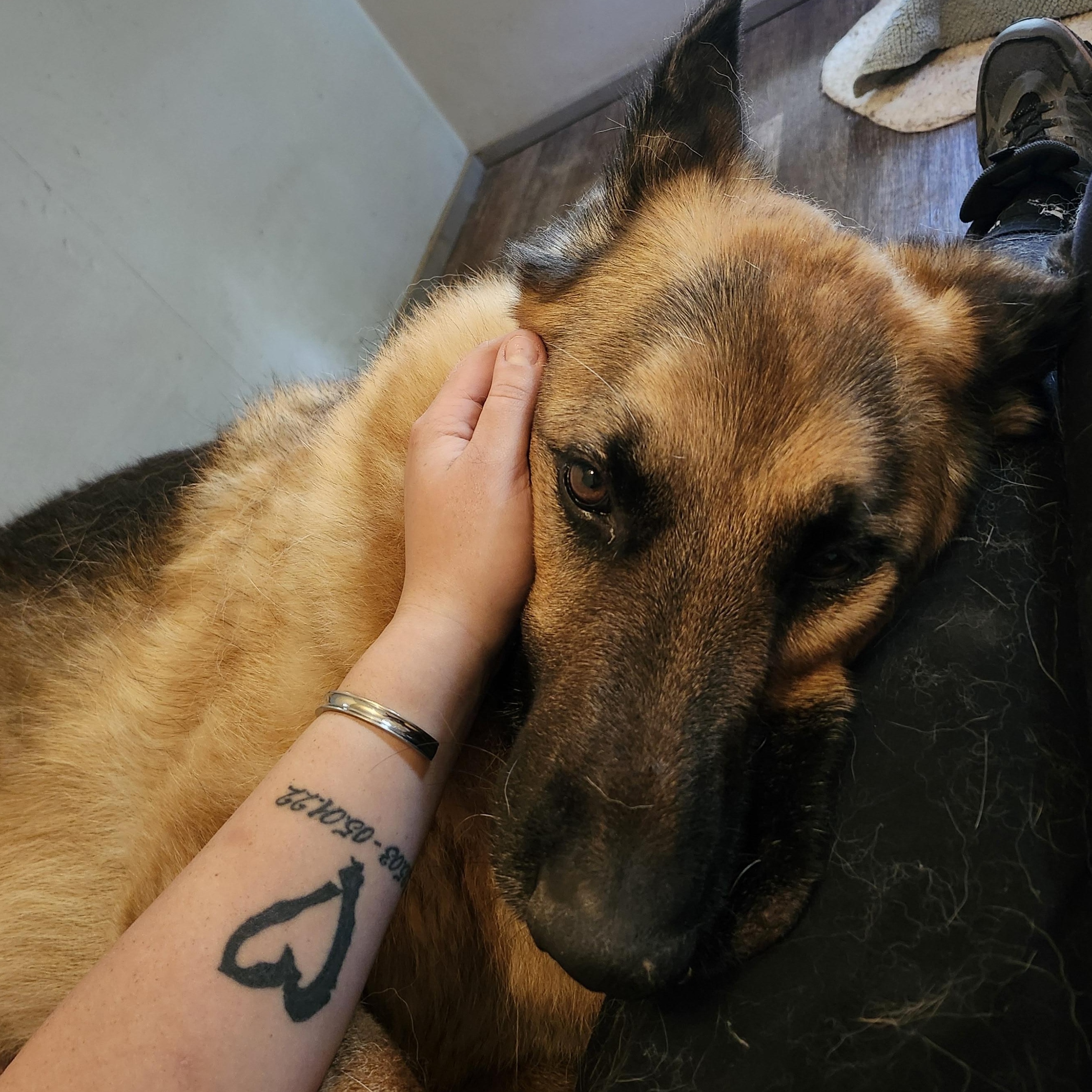 Enlarge Shaggy, a Adoptable German Shepherd Dog in Addison, ON image 5/6