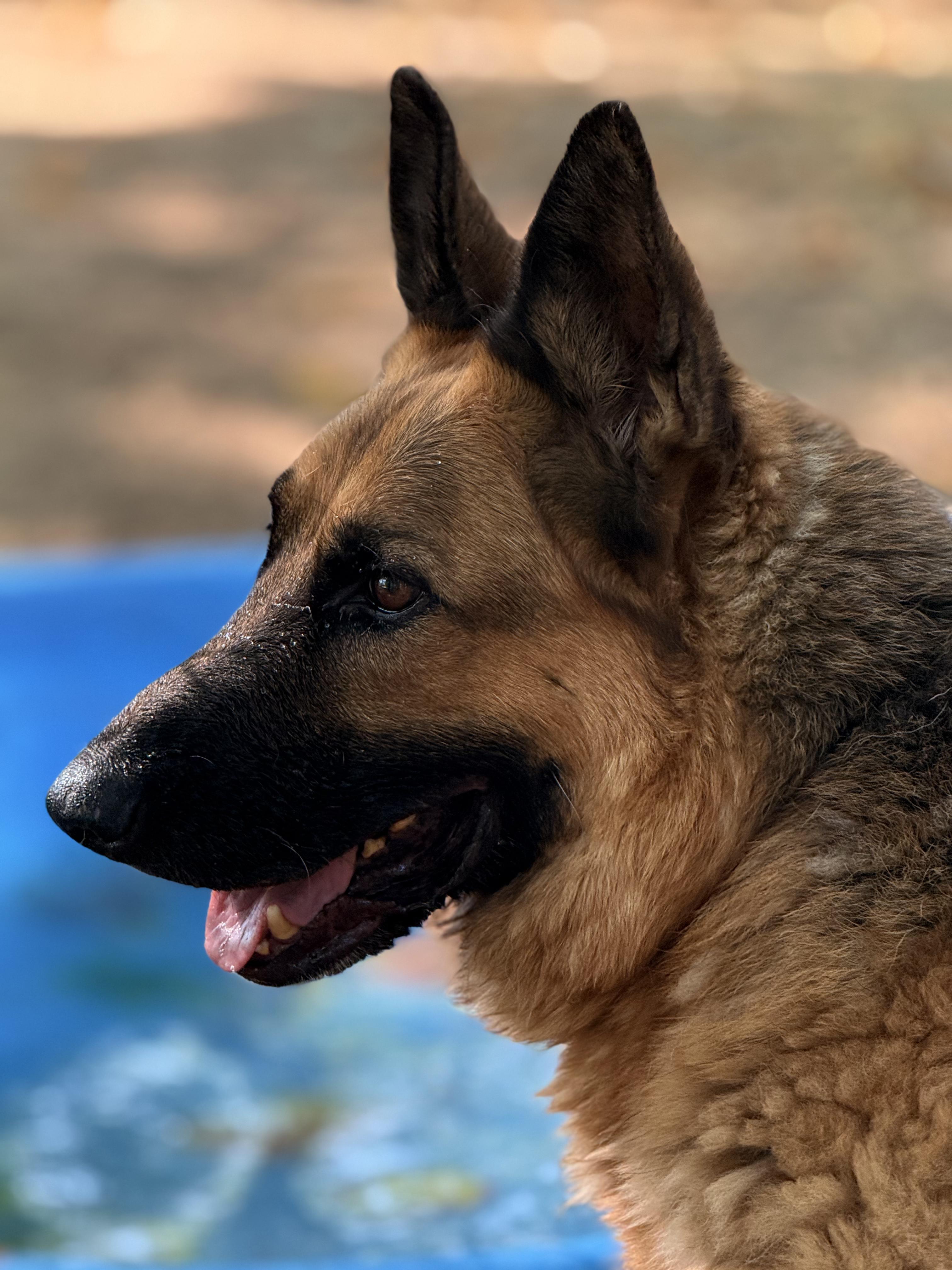 Shaggy, a Adoptable German Shepherd Dog in Addison, ON image 3/6