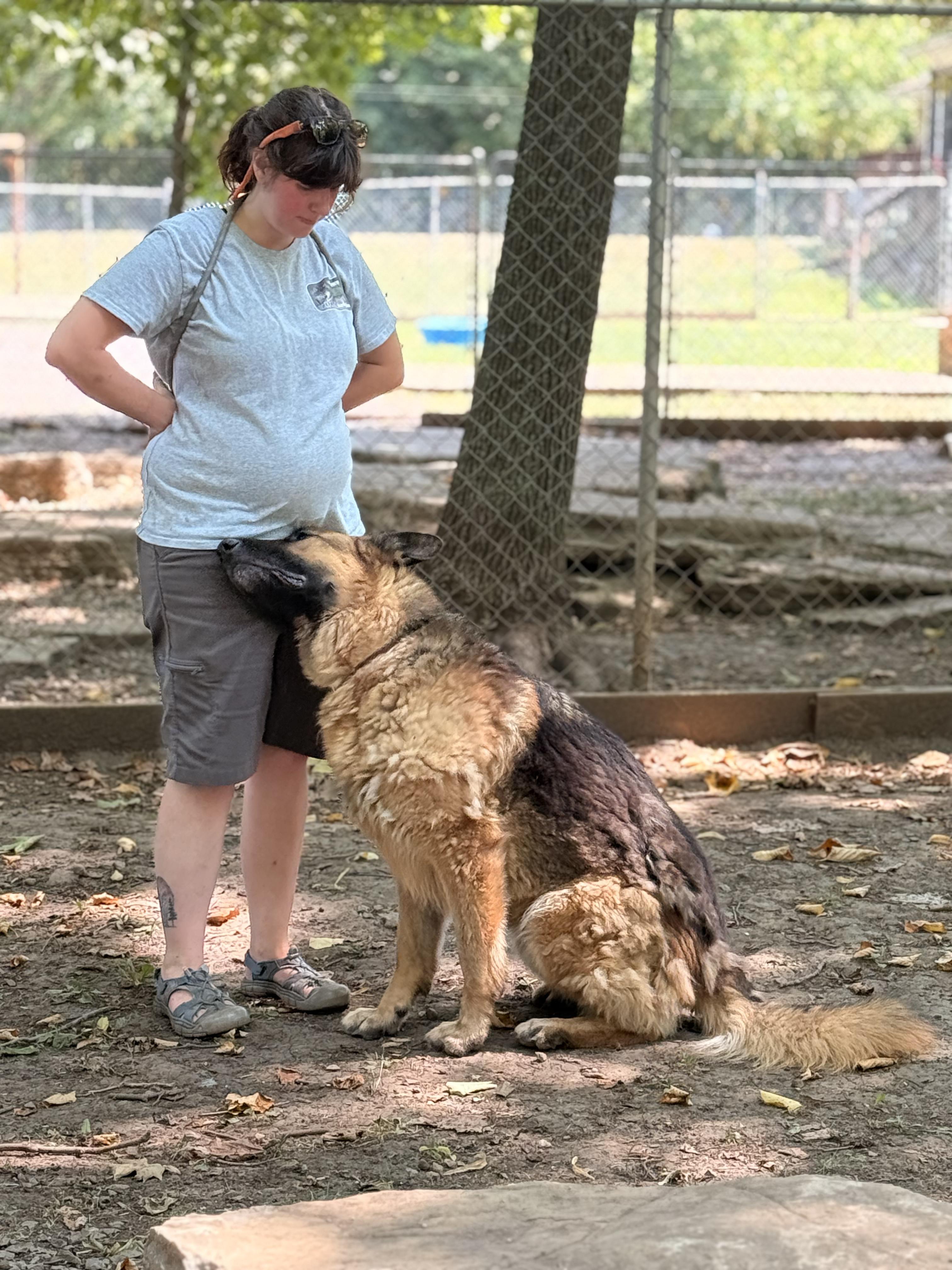 Shaggy, an adoptable German Shepherd Dog in Addison, ON, K0E 1A0 | Photo Image 2