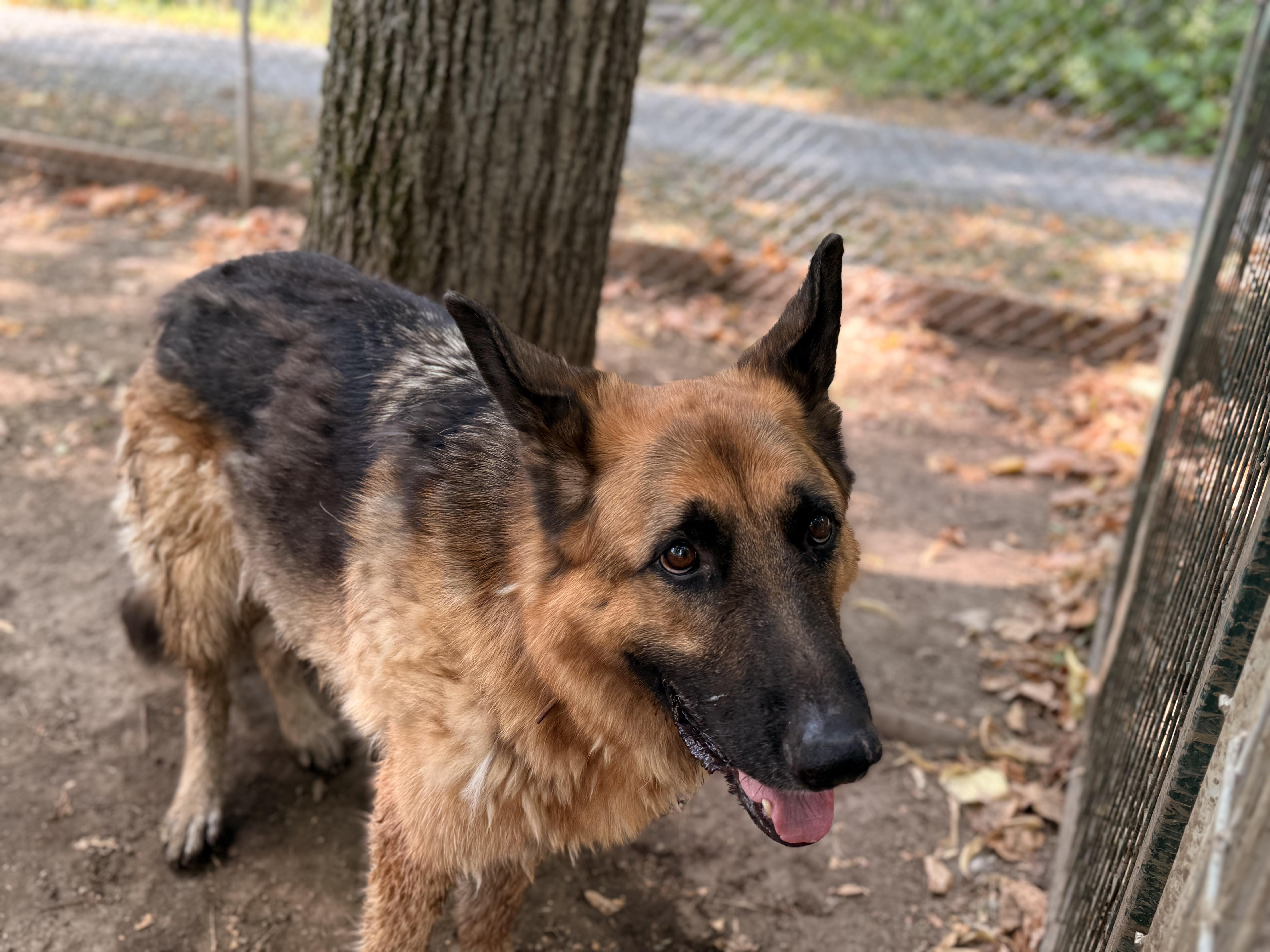 Shaggy, a Adoptable German Shepherd Dog in Addison, ON image 6/6