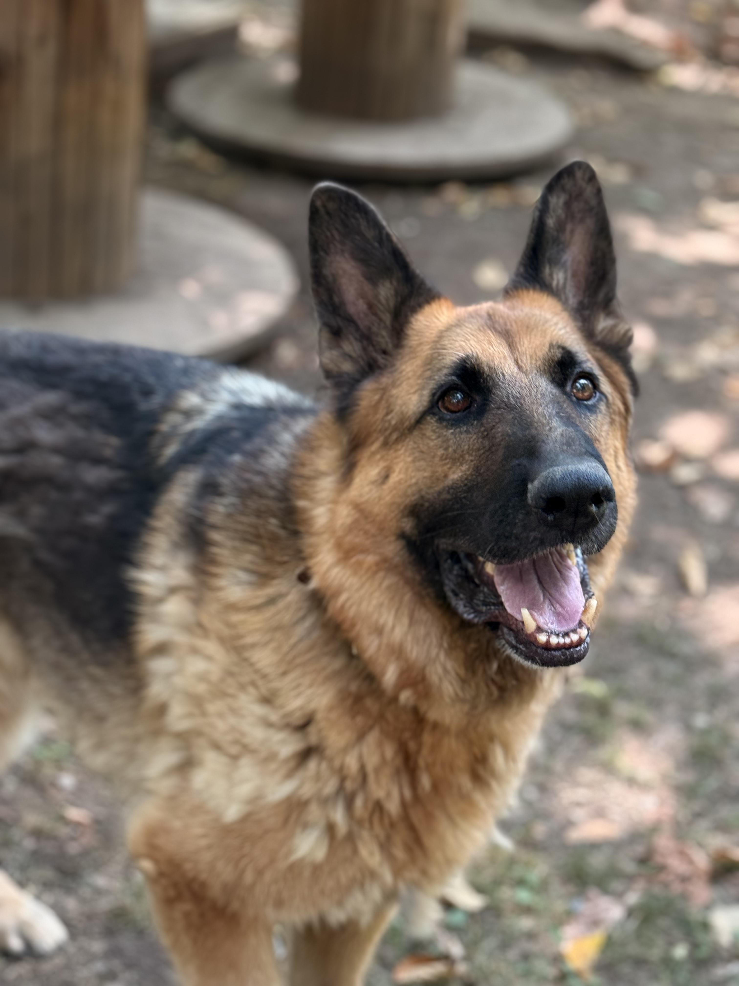 Shaggy, Adoptable, Adult Male German Shepherd Dog.