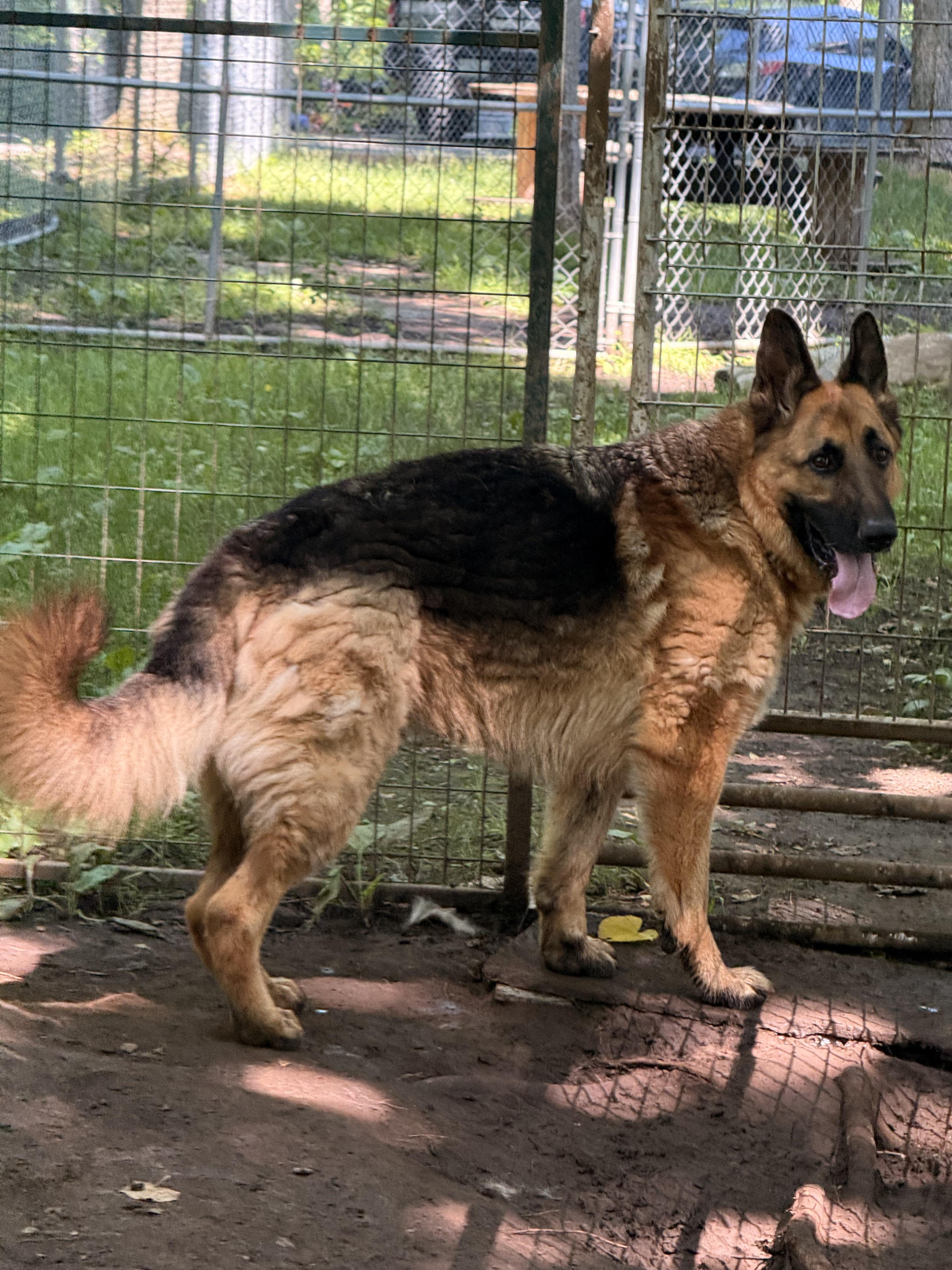 Shaggy, an adoptable German Shepherd Dog in Addison, ON, K0E 1A0 | Photo Image 5