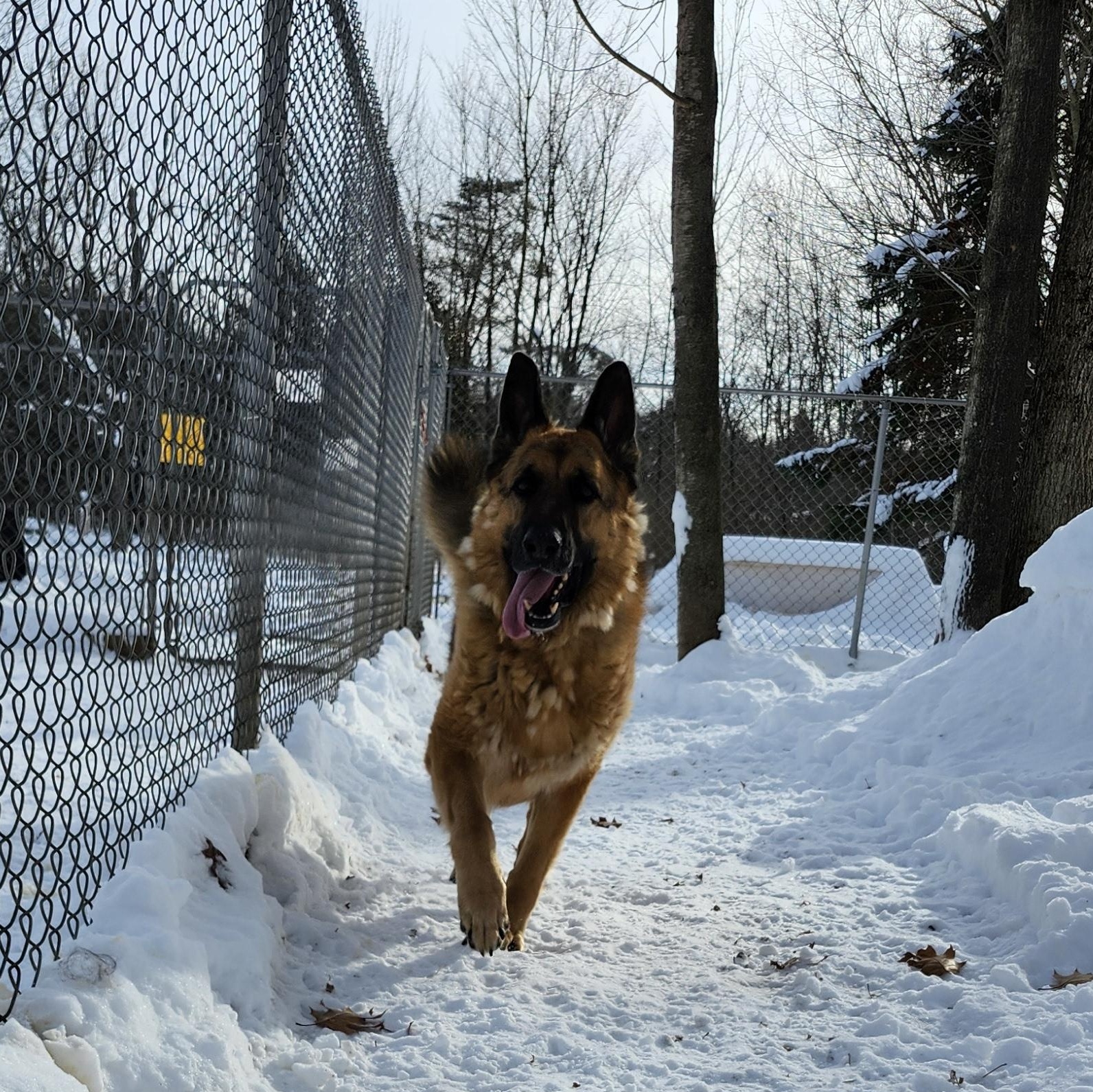 Enlarge Shaggy, a Adoptable German Shepherd Dog in Addison, ON image 2/6