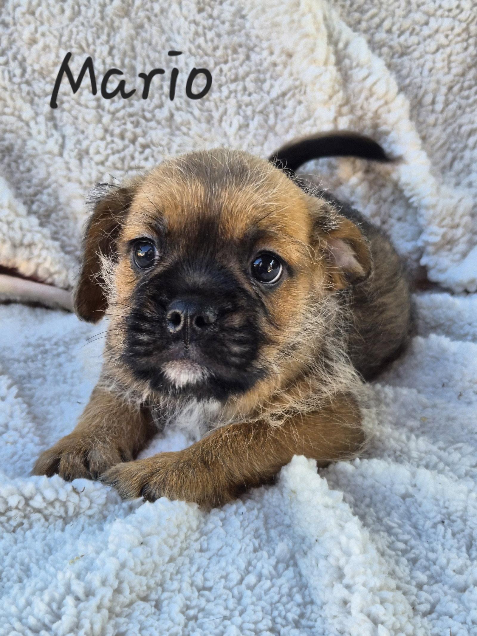Enlarge Mario, a Adoptable Pug in Phelan, CA image 1/1
