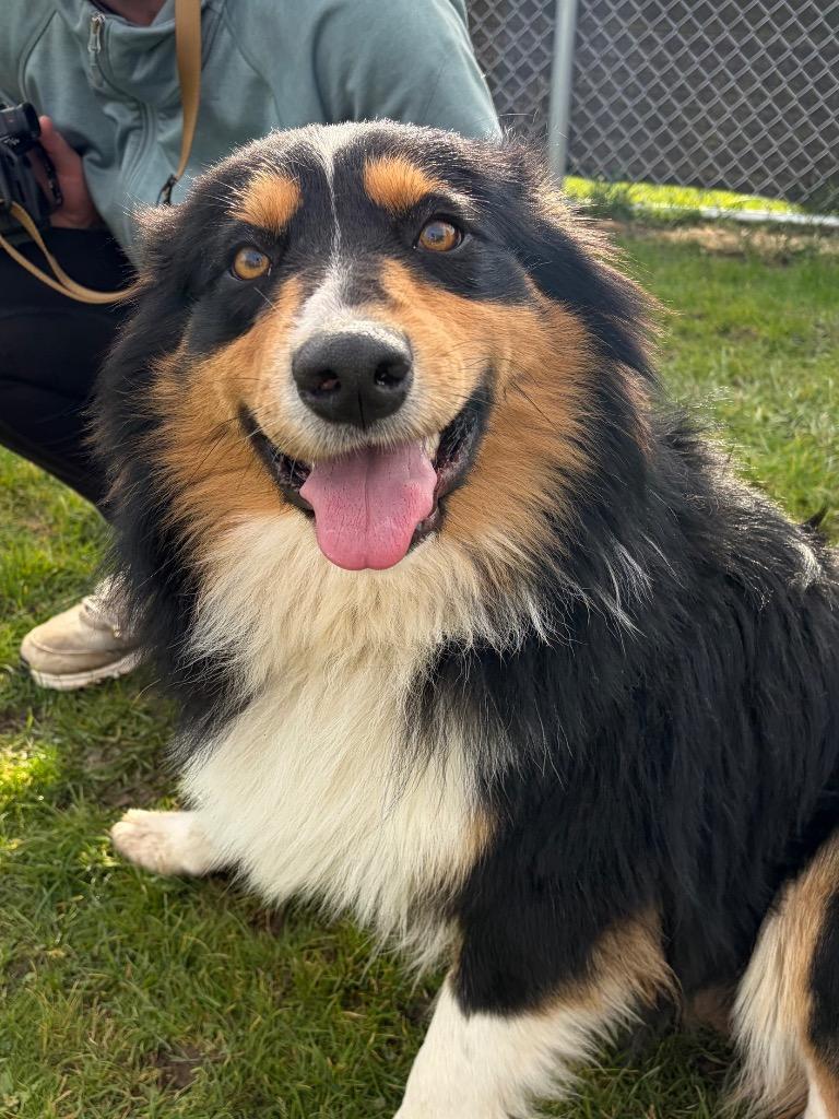 Bryce - Sponsored by Happy Trails, Adoptable, Young Male Australian Shepherd.