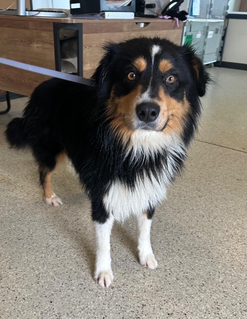Enlarge Bryce - Sponsored by Happy Trails, a Adoptable Australian Shepherd in Newberg, OR image 3/6