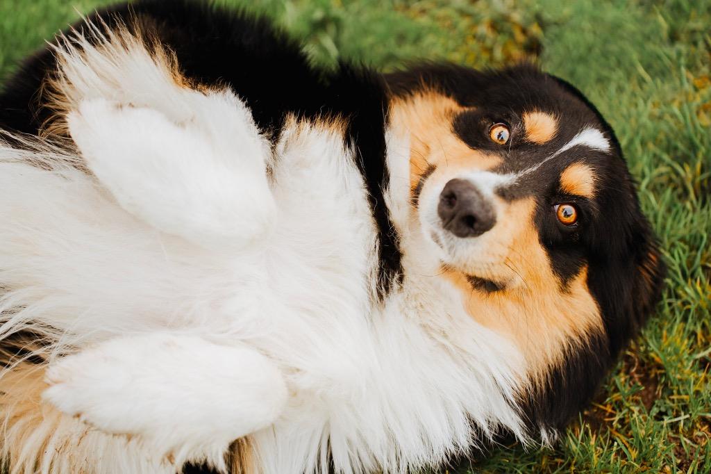 Enlarge Bryce - Sponsored by Happy Trails, a Adoptable Australian Shepherd in Newberg, OR image 4/6