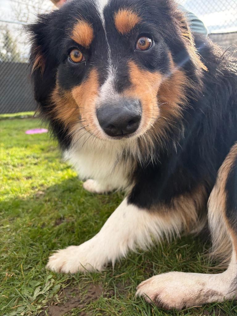 Enlarge Bryce - Sponsored by Happy Trails, a Adoptable Australian Shepherd in Newberg, OR image 6/6