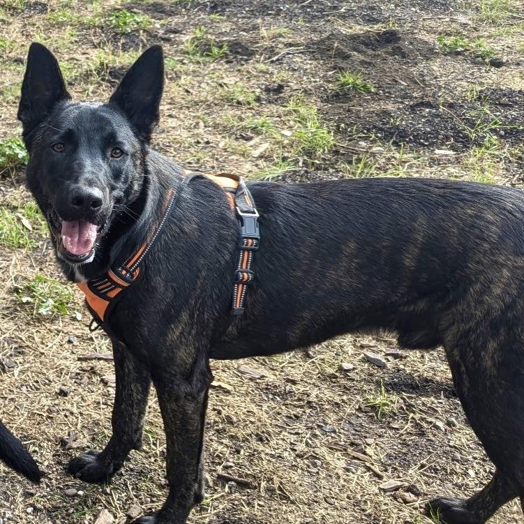 Remy, Adoptable, Young Male Belgian Shepherd / Malinois.