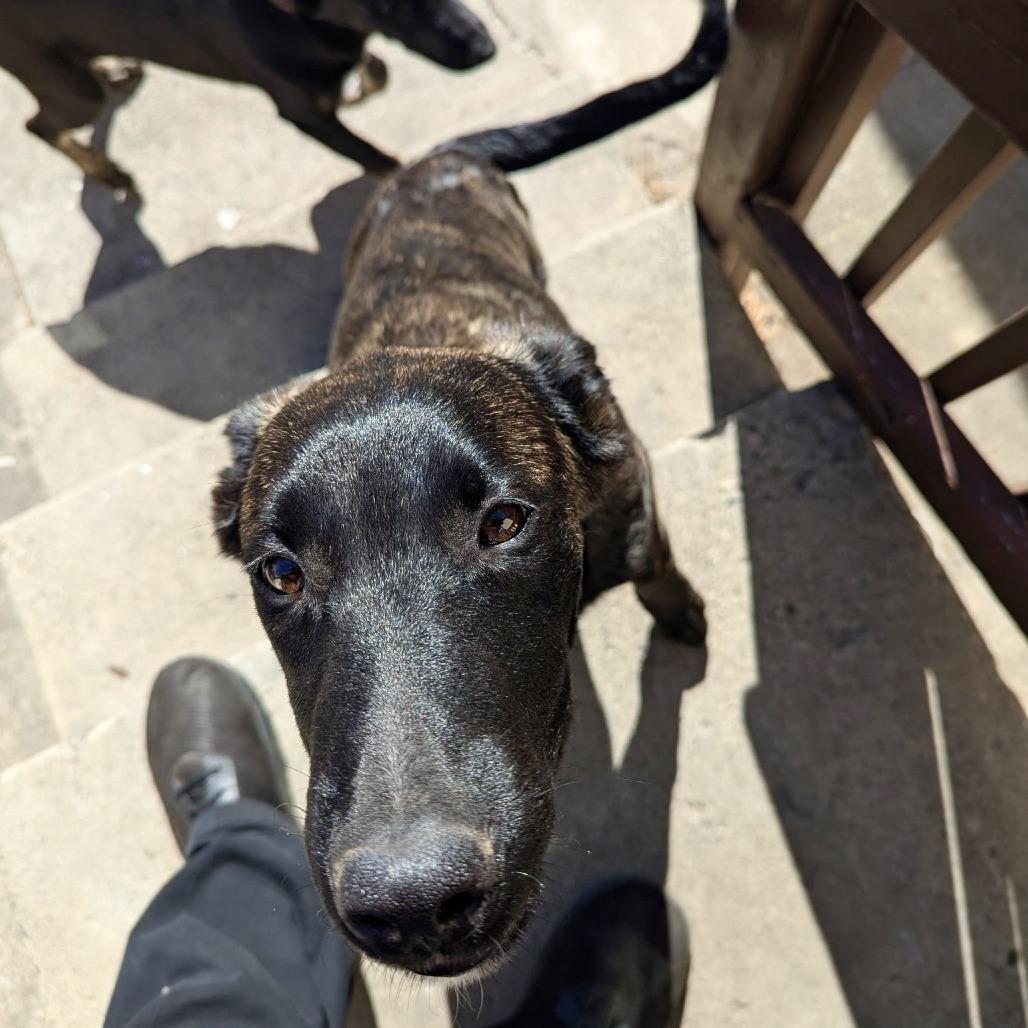 Enlarge Remy, a Adoptable Belgian Shepherd / Malinois in Sonoma, CA image 2/5