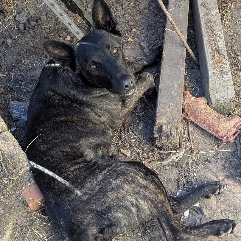 Enlarge Remy, a Adoptable Belgian Shepherd / Malinois in Sonoma, CA image 3/5