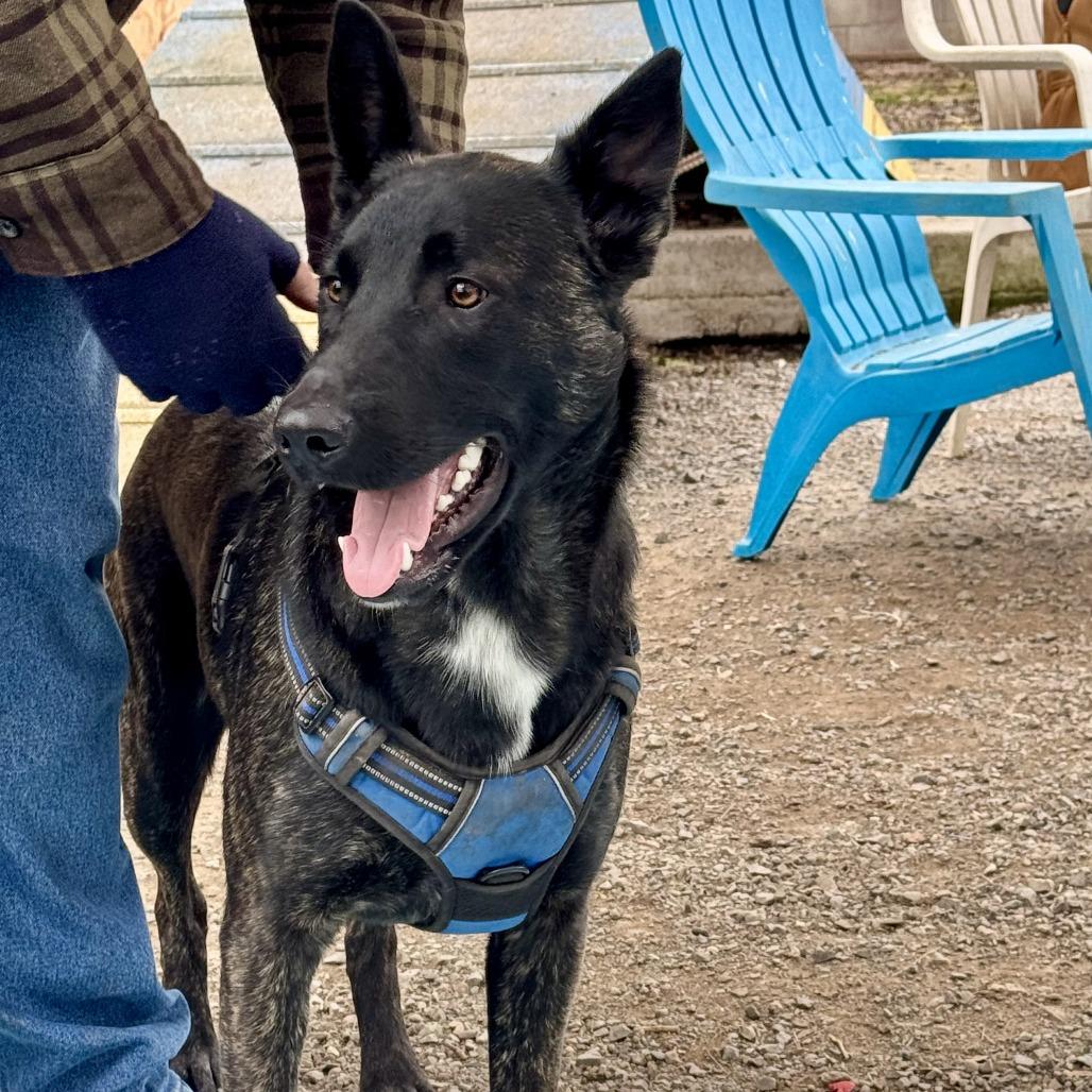 Enlarge Remy, a Adoptable Belgian Shepherd / Malinois in Sonoma, CA image 4/5