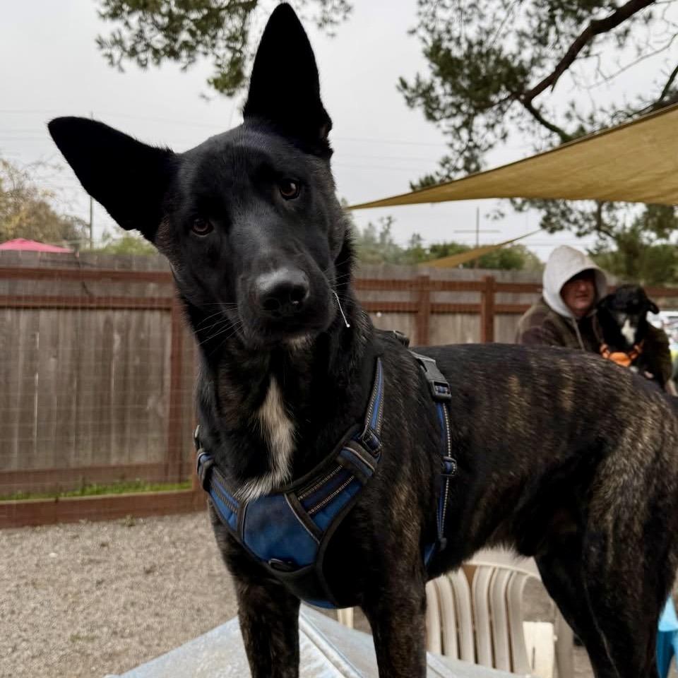 Enlarge Remy, a Adoptable Belgian Shepherd / Malinois in Sonoma, CA image 5/5