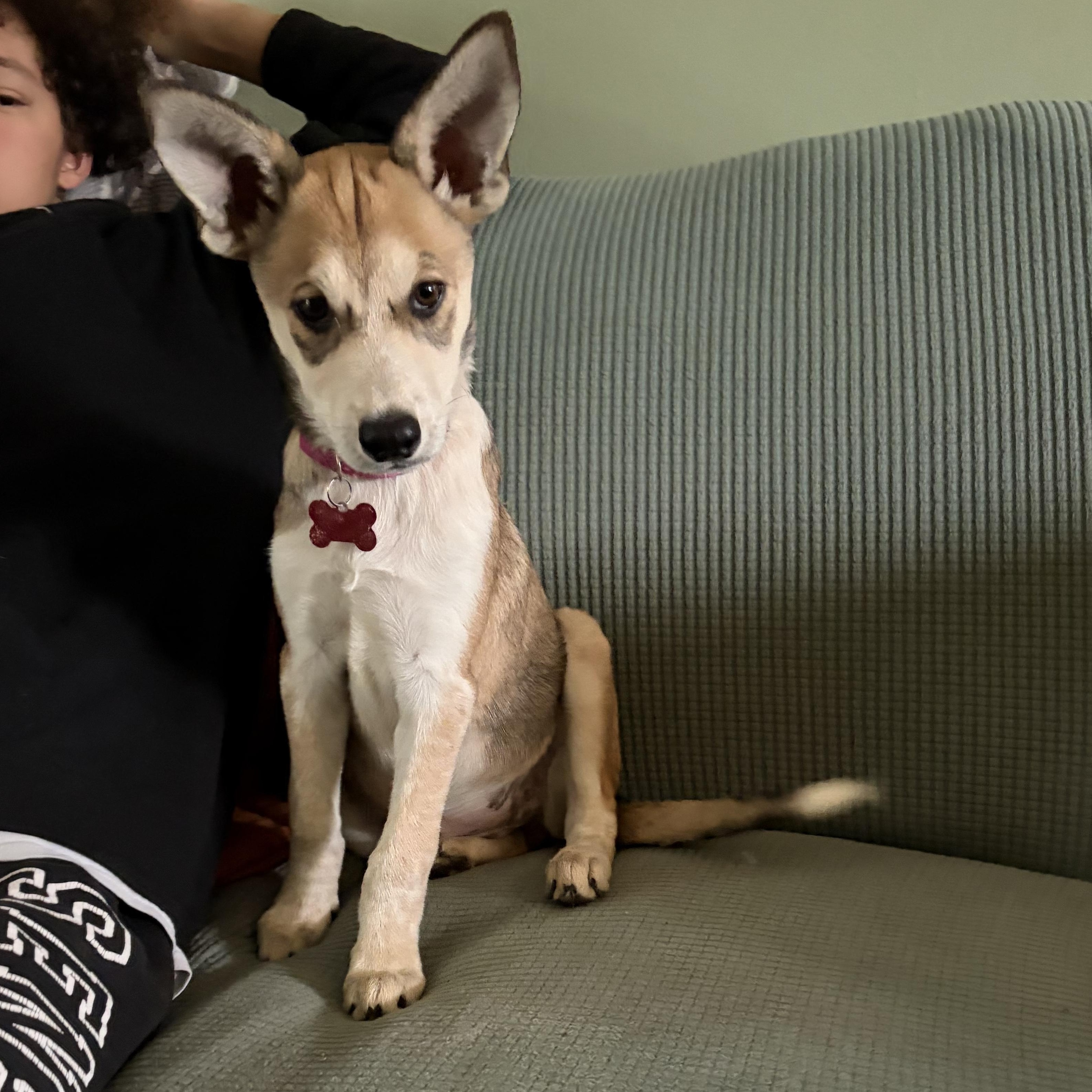 Enlarge Candyland, a Adoptable mixed breed in Reading, PA image 5/6
