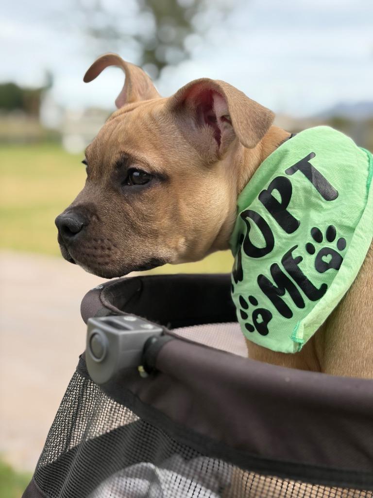 Enlarge Poached, a Adoptable mixed breed in Phoenix, AZ image 1/6