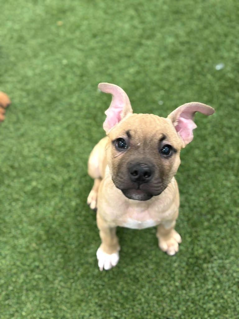 Enlarge Poached, a Adoptable mixed breed in Phoenix, AZ image 2/6