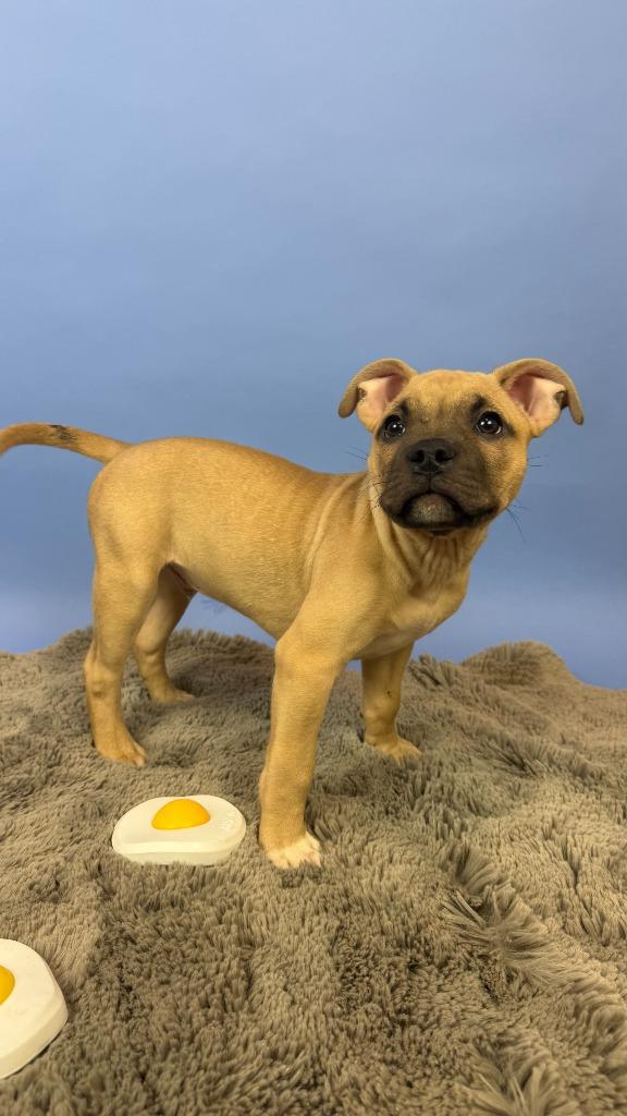 Enlarge Poached, a Adoptable mixed breed in Phoenix, AZ image 4/6