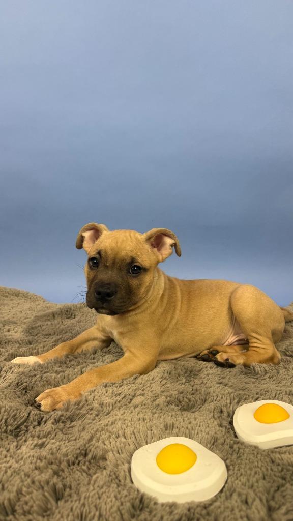 Enlarge Poached, a Adoptable mixed breed in Phoenix, AZ image 5/6