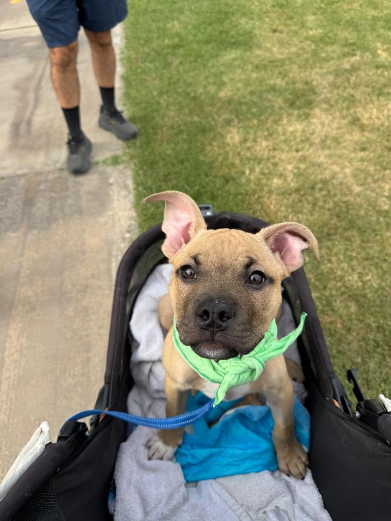 Enlarge Poached, a Adoptable mixed breed in Phoenix, AZ image 6/6