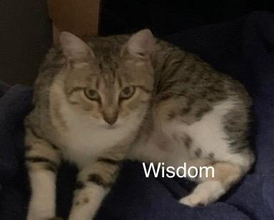 Wisdom, Adoptable, Young Female Domestic Short Hair.