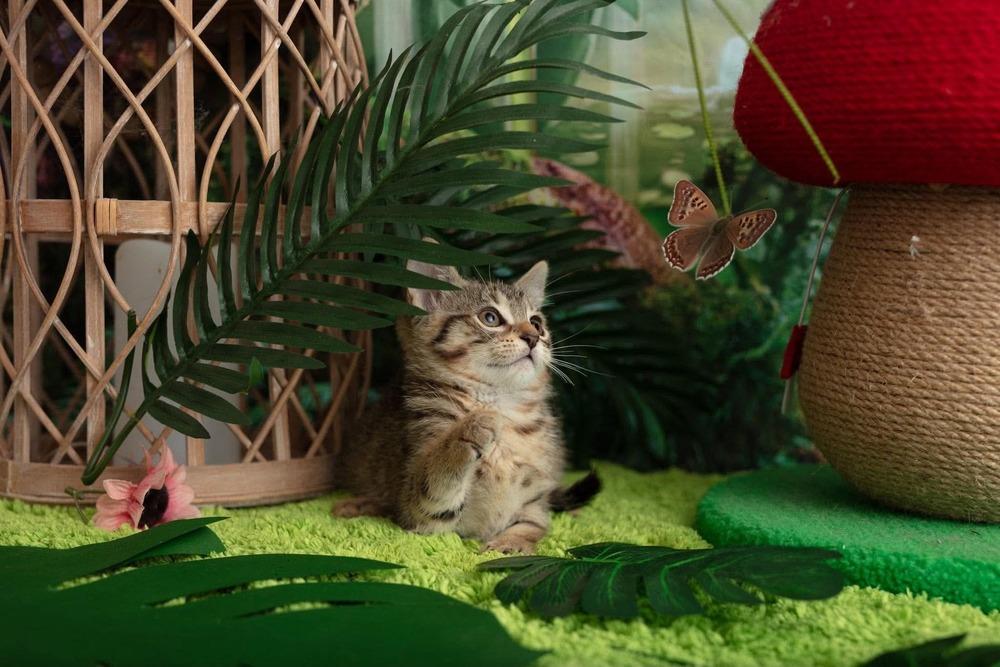 Tryphena, Adoptable, Kitten Female Domestic Short Hair.
