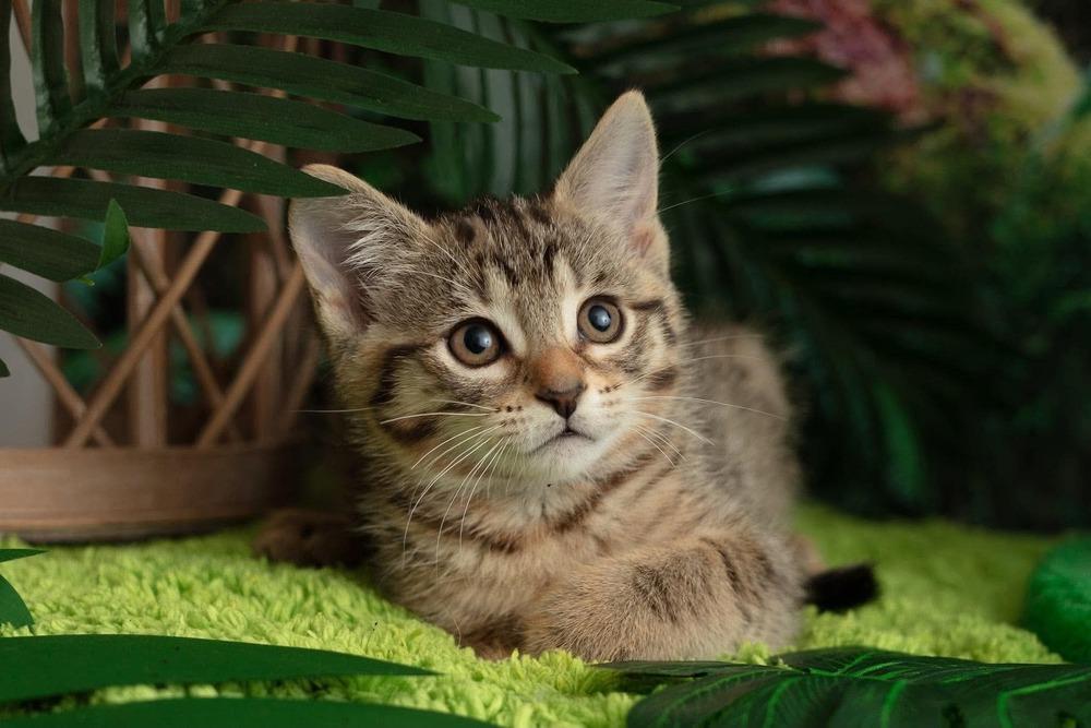 Enlarge Tryphena, a Adoptable mixed breed in WARNER ROBINS, GA image 3/6