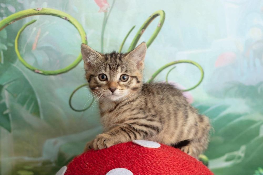 Enlarge Tryphena, a Adoptable mixed breed in WARNER ROBINS, GA image 4/6
