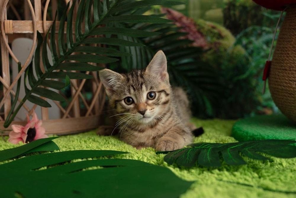 Enlarge Tryphena, a Adoptable mixed breed in WARNER ROBINS, GA image 6/6