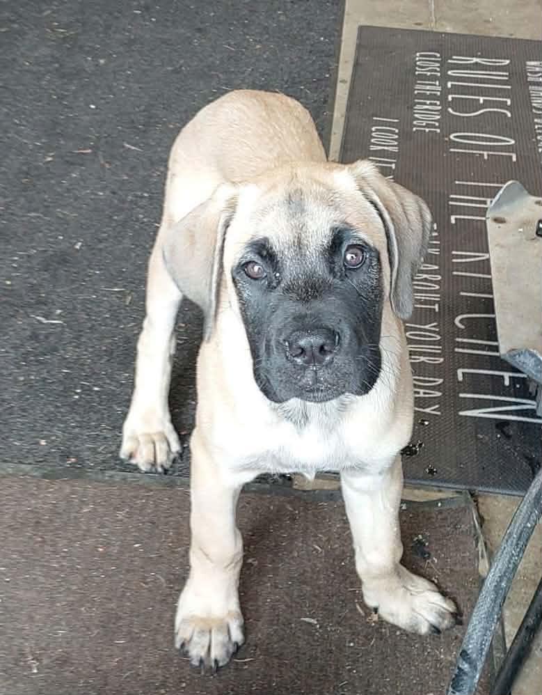 Bubs, Adoptable, Puppy Male Mastiff.
