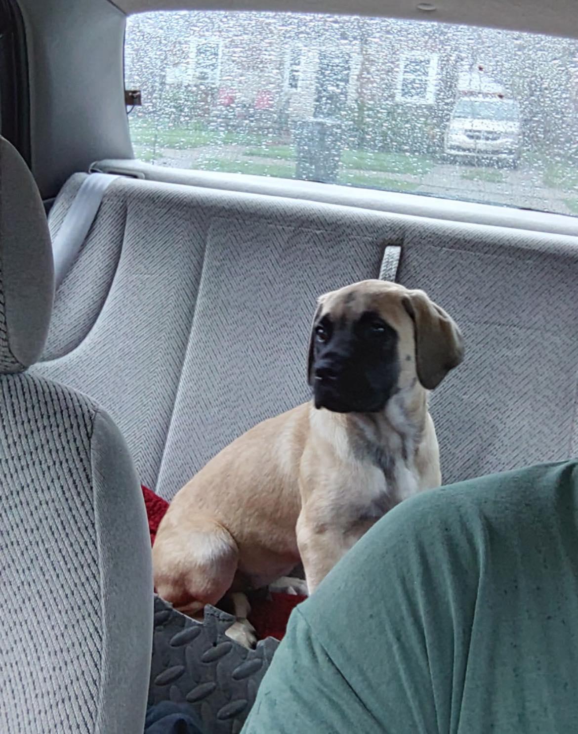 Enlarge Bubs, a Adoptable Mastiff in Belleville, MI image 2/3