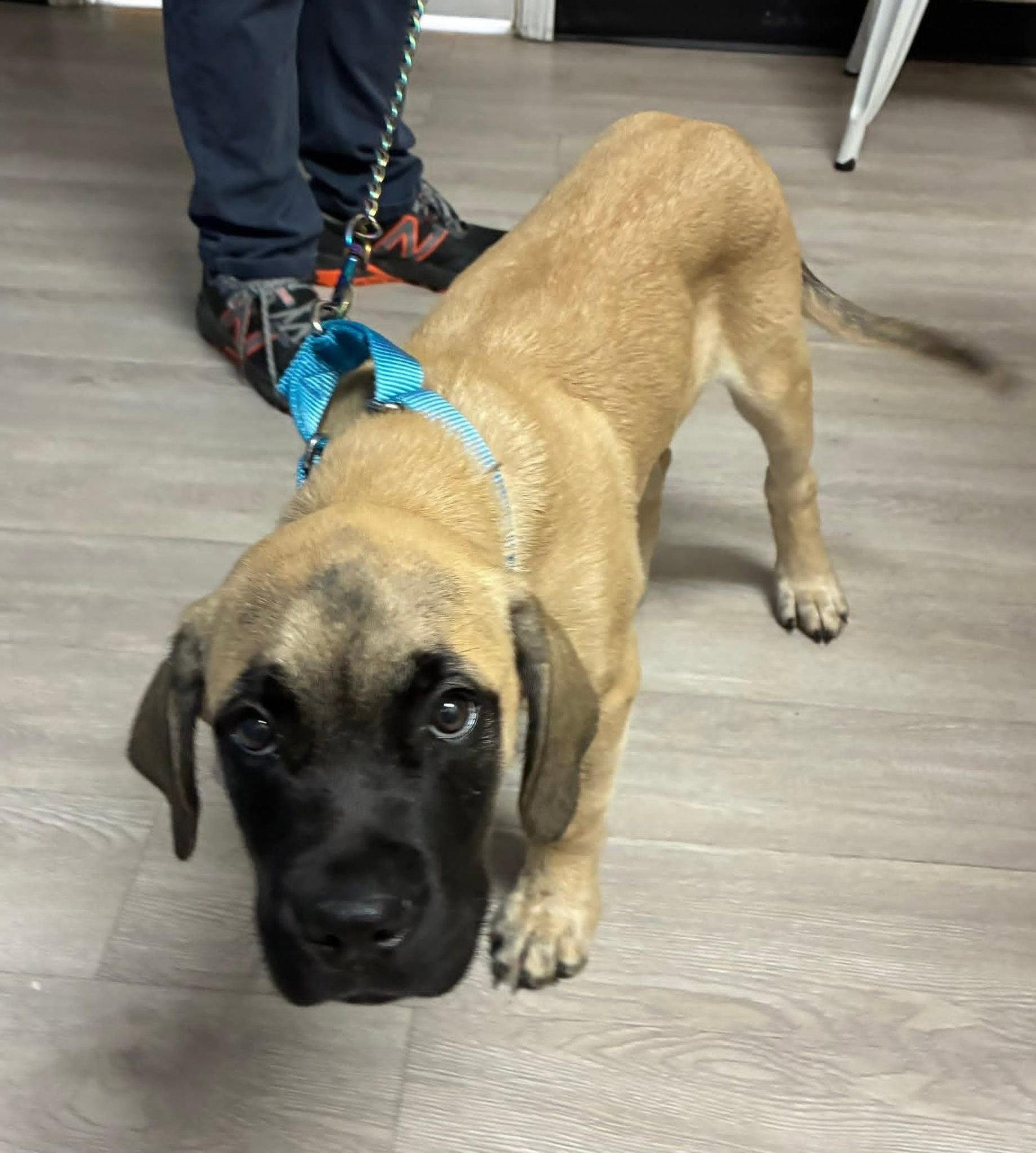 Enlarge Bubs, a Adoptable Mastiff in Belleville, MI image 3/3