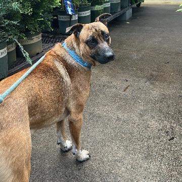 Enlarge Scooby, a Adoptable mixed breed in Little Rock, AR image 1/6