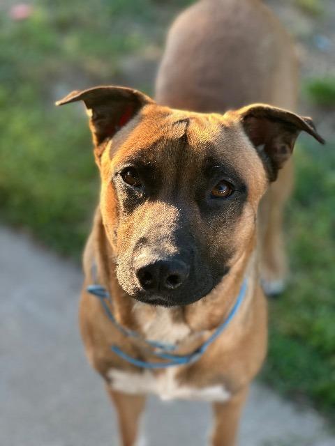 Enlarge Scooby, a Adoptable mixed breed in Little Rock, AR image 2/6