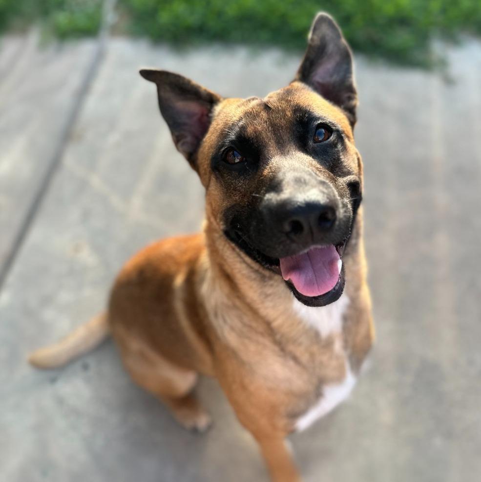 Enlarge Scooby, a Adoptable mixed breed in Little Rock, AR image 3/6