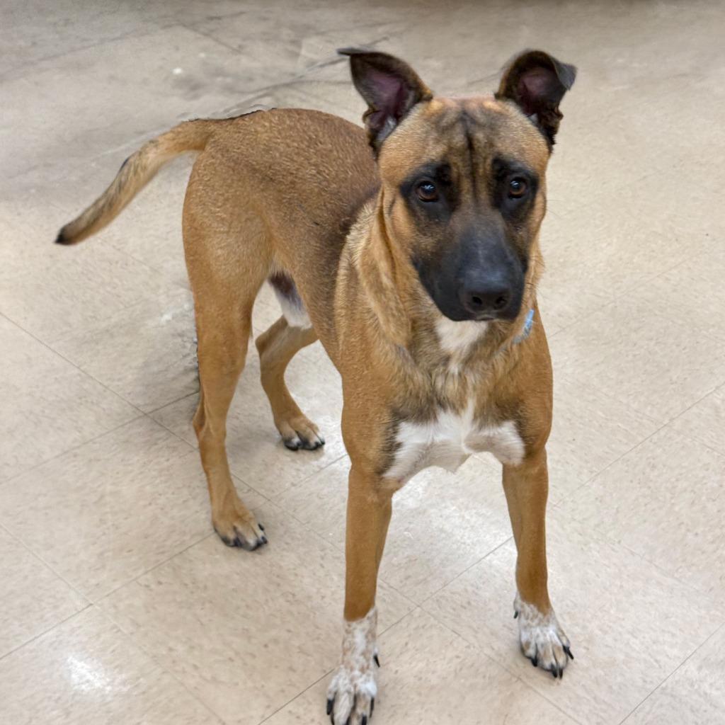 Enlarge Scooby, a Adoptable mixed breed in Little Rock, AR image 4/6