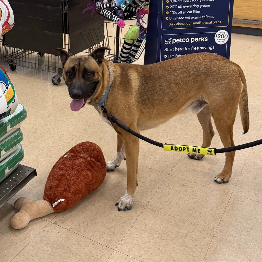 Enlarge Scooby, a Adoptable mixed breed in Little Rock, AR image 5/6