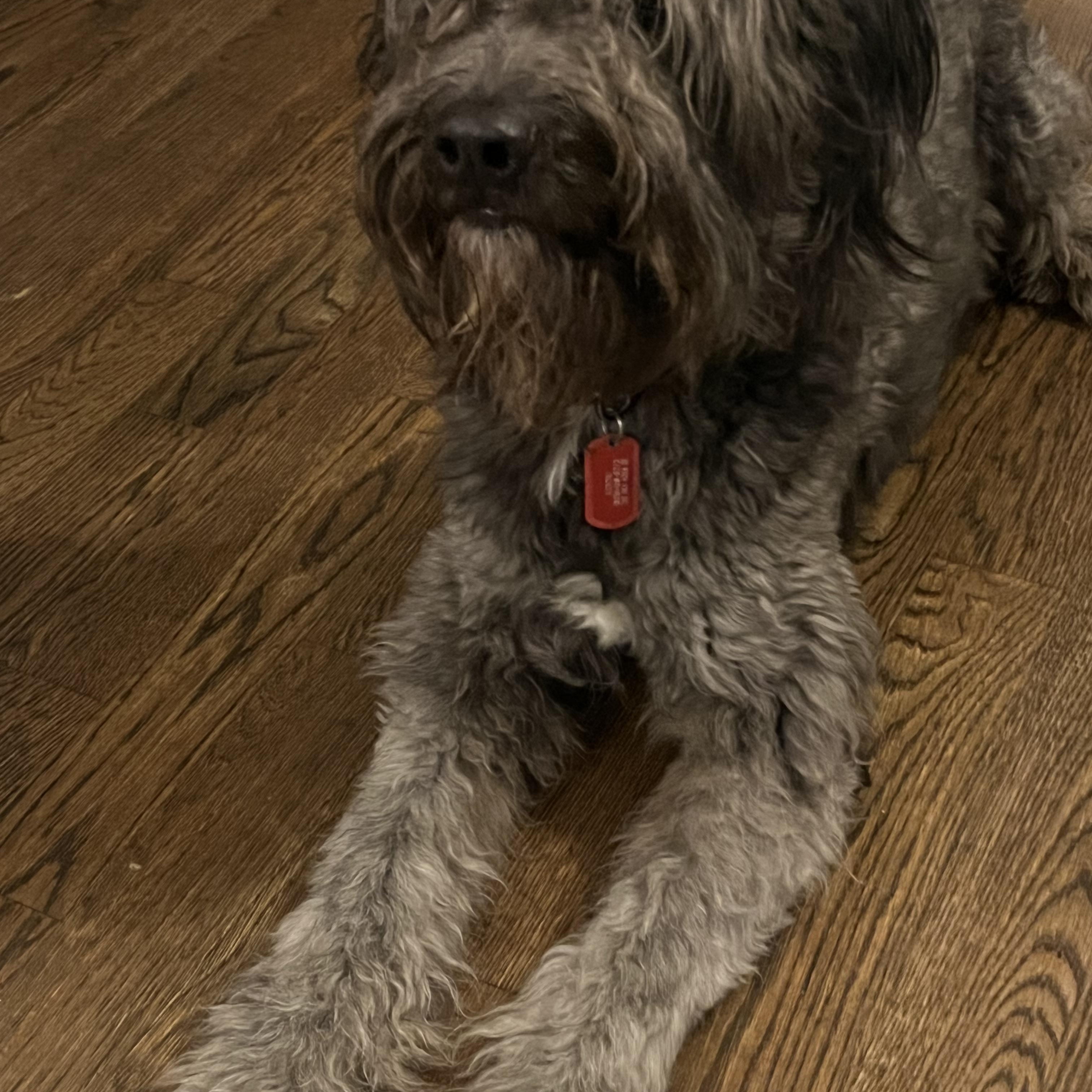 Enlarge Eddie, a Adopted Labradoodle in Nashville, TN image 1/4