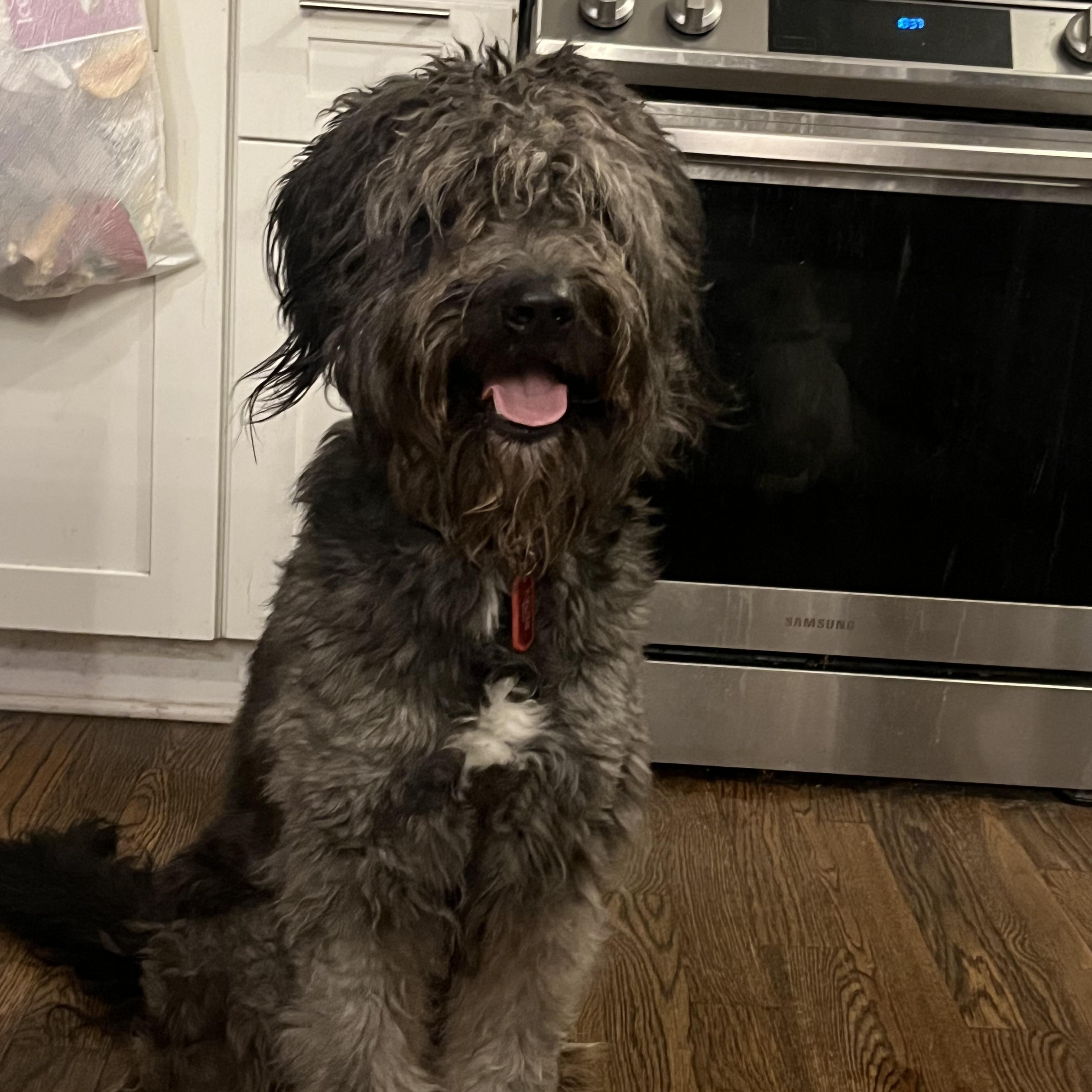 Enlarge Eddie, a Adopted Labradoodle in Nashville, TN image 2/4