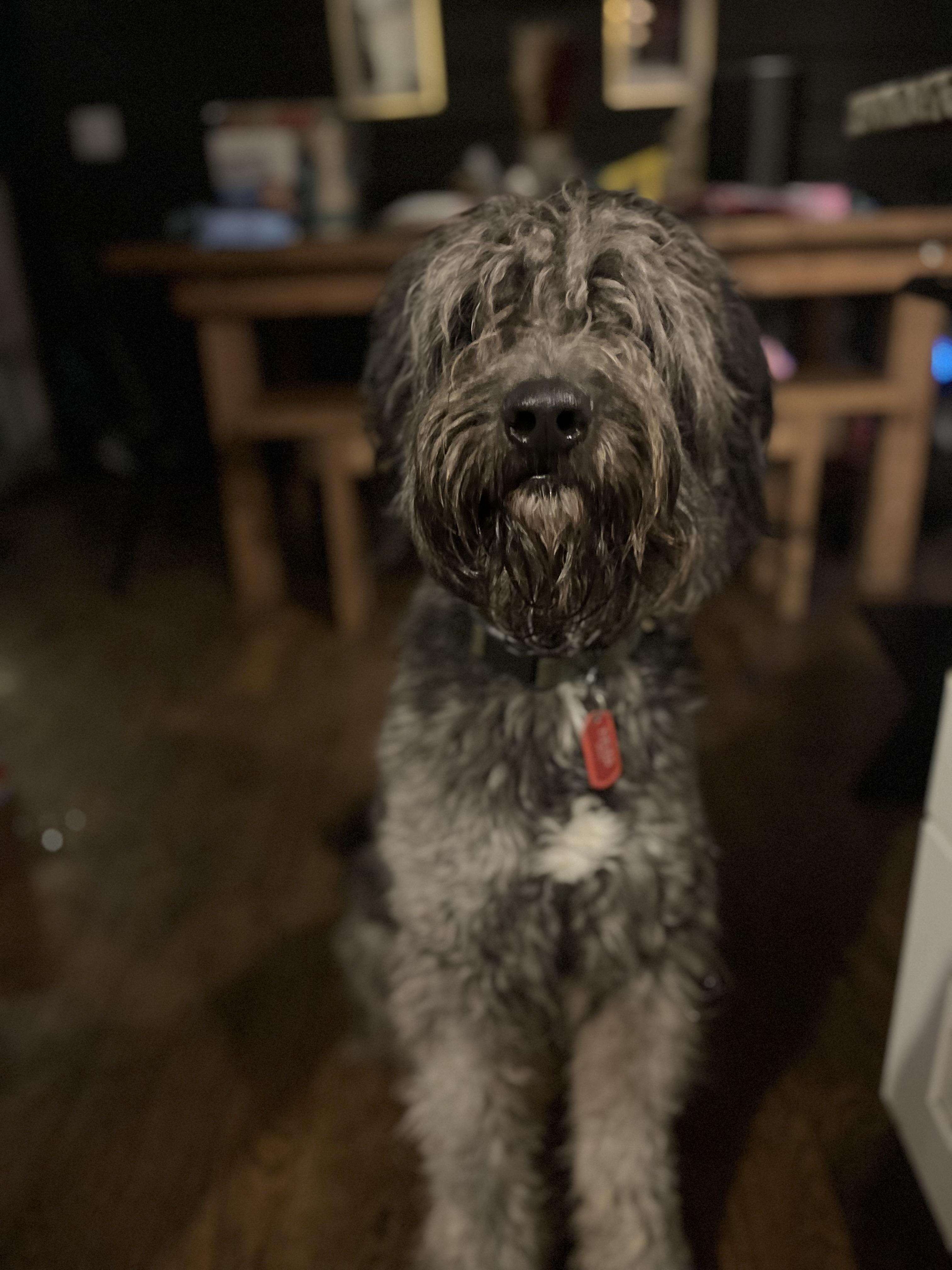 Enlarge Eddie, a Adopted Labradoodle in Nashville, TN image 3/4